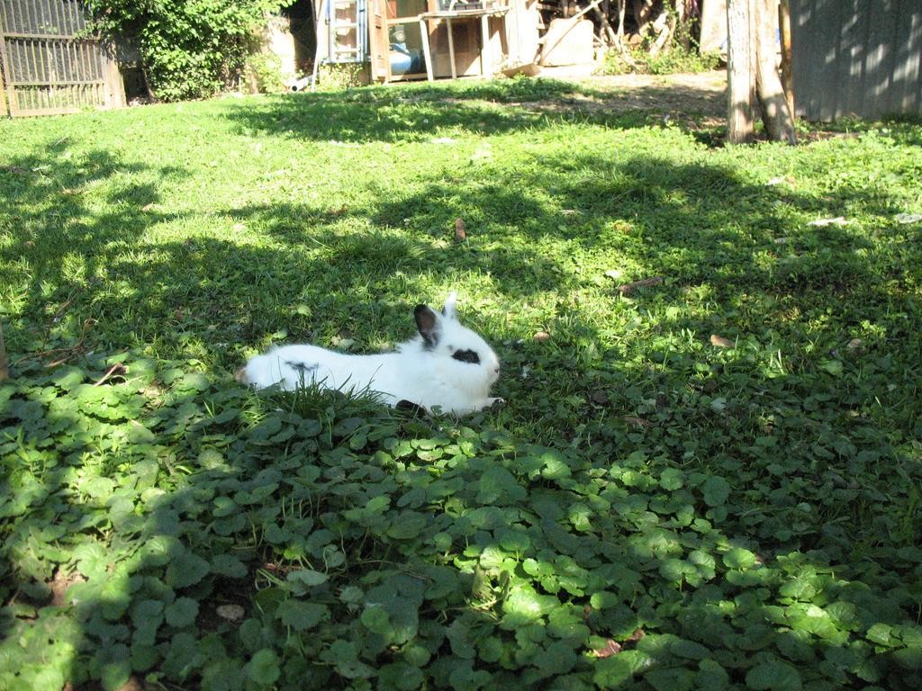 Bioagriturismo Vegan Campo Di Cielo Cesiomaggiore Εξωτερικό φωτογραφία